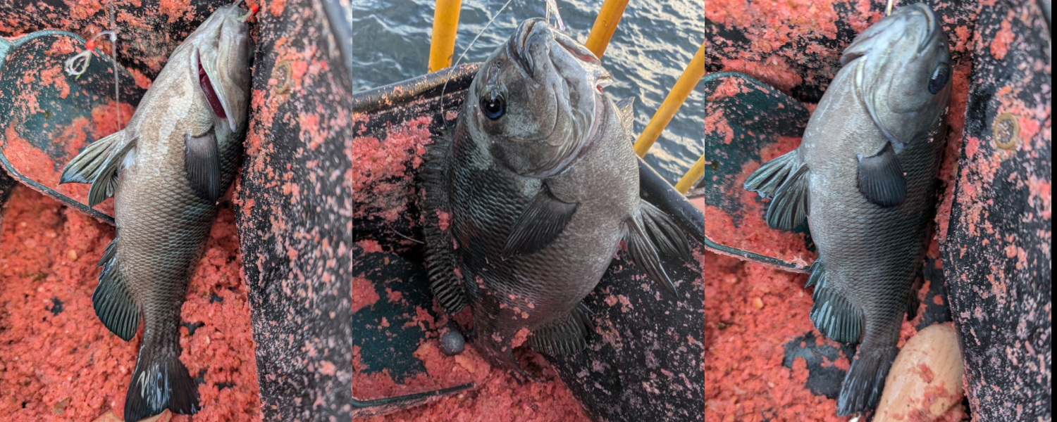 ２０２５年１０月５日－３