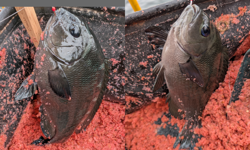 ２０２５年１０月１２日－２