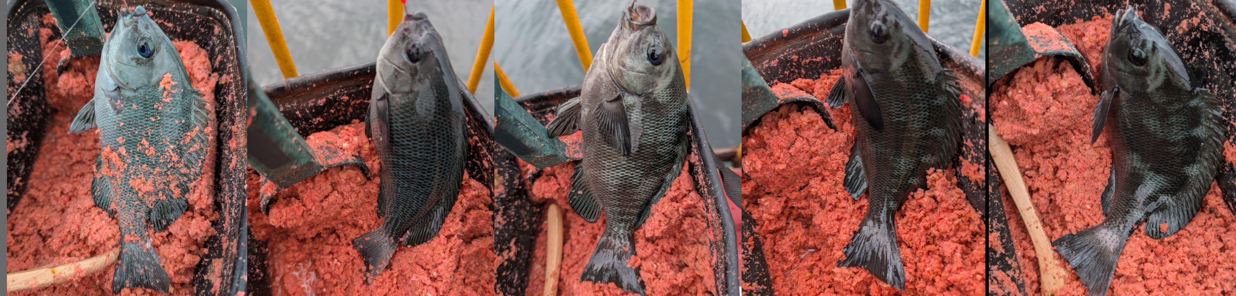 ２０２５年１０月１５日－１