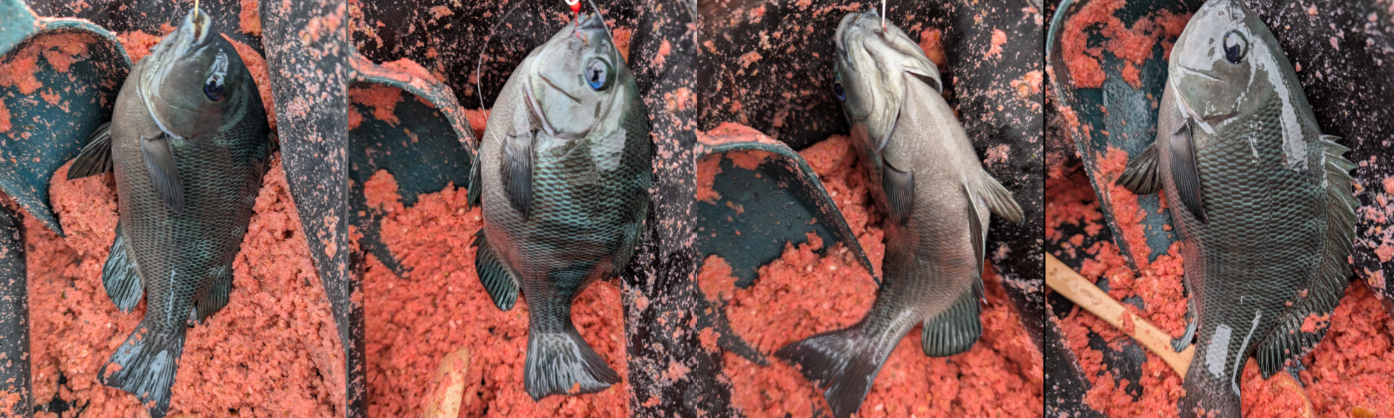 ２０２５年１０月１５日－２