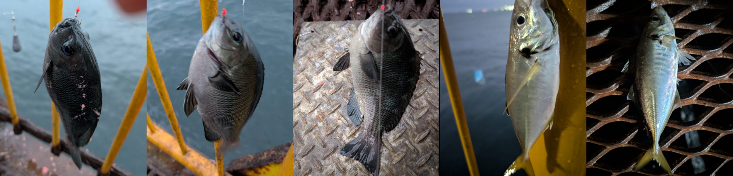 ２０２５年１０月１５日－３