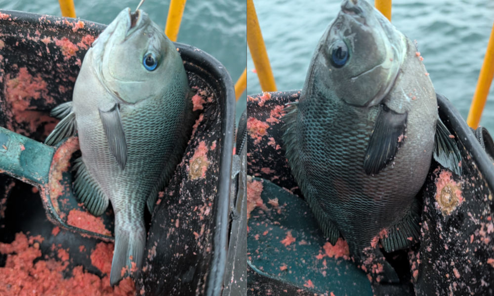 ２０２５年１０月２０日－３