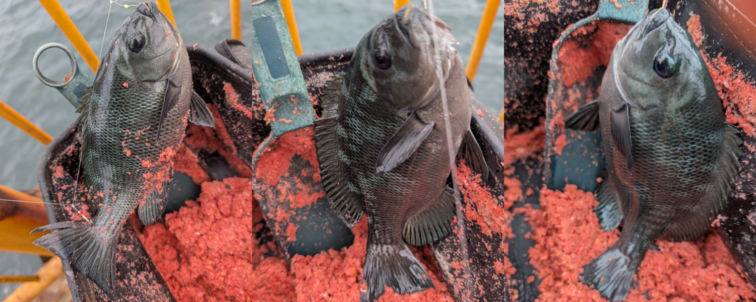 ２０２５年１１月２日－１