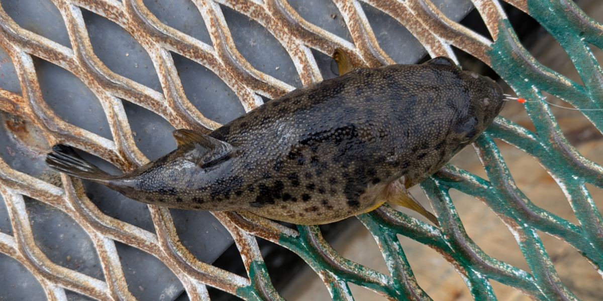 ２０２５年１１月１１日－１