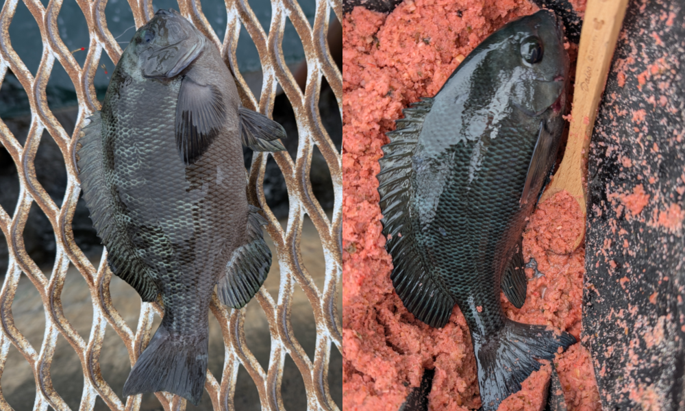 ２０２５年１１月１１日－２