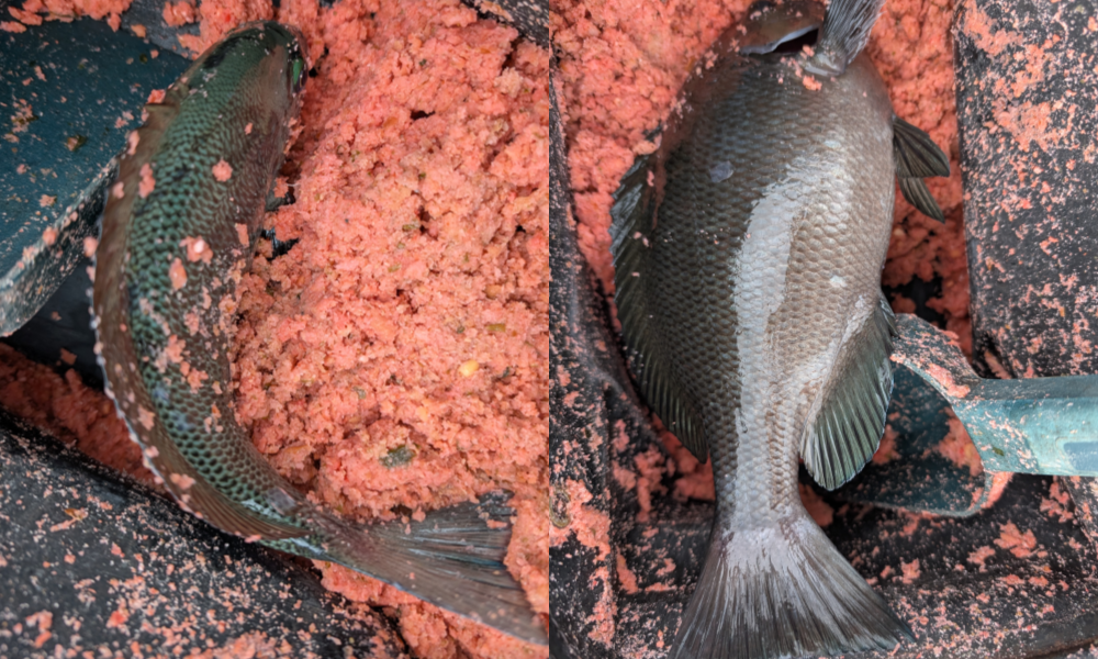 ２０２５年１１月１１日－３