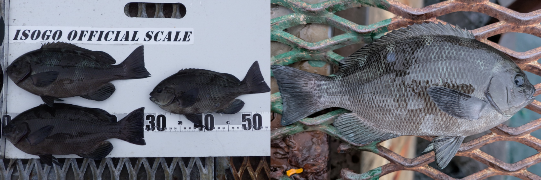 ２０２５年１１月１１日－４