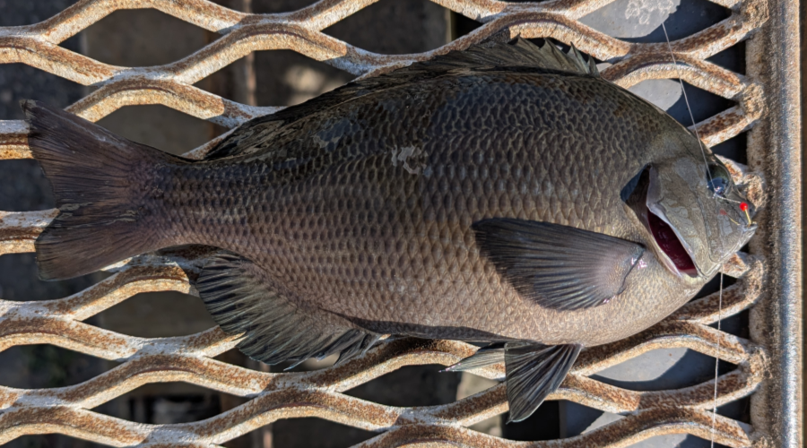 ２０２５年１１月２０日－１