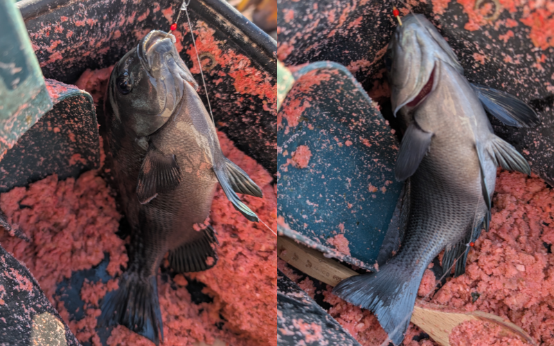 ２０２５年１１月２０日－２