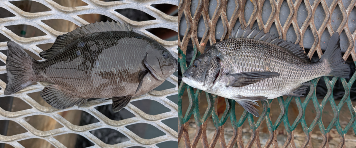 ２０２５年１２月３日－２