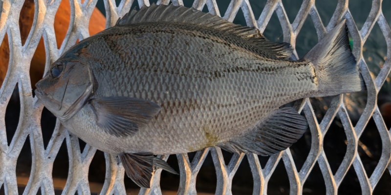 ２０２５年１２月３日－３