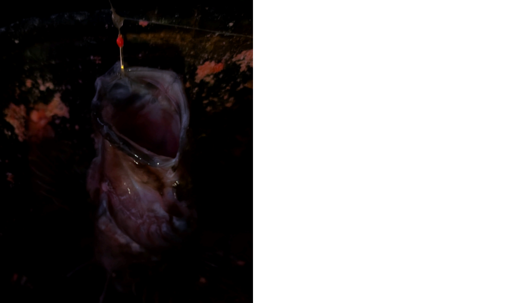 ２０２５年１２月１８日－１